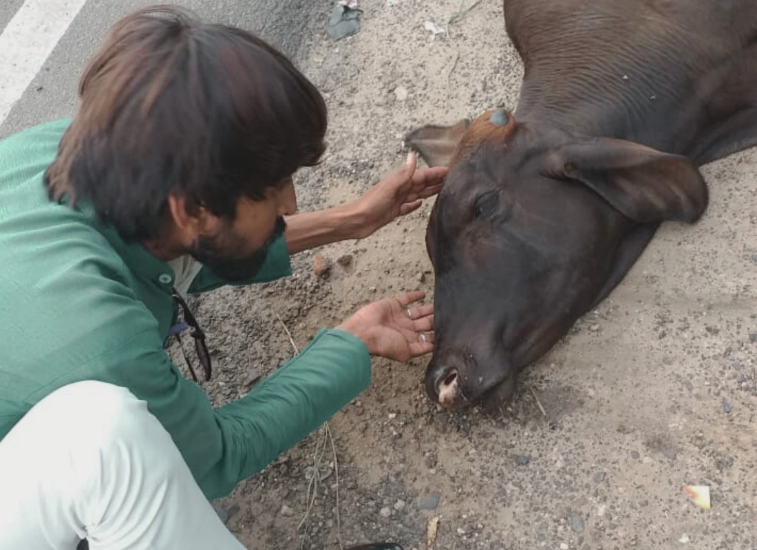 Animal Welfare